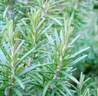 EPICES/epices_rosemary_plant.jpg
