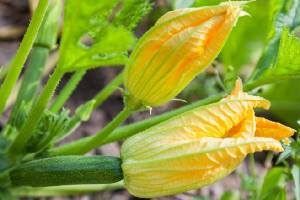 FLEURS/fleur-Courgette.jpg