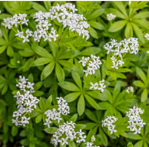 FLEURS/fleur_Asperule.jpg