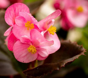 FLEURS/fleur_Begonia.jpg