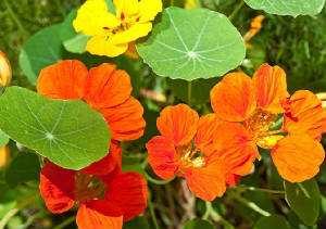 FLEURS/fleur_Capucine.jpg