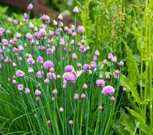 FLEURS/fleur_Ciboule.jpg