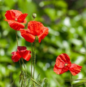 FLEURS/fleur_Coquelicot.jpg