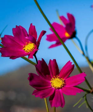 FLEURS/fleur_Cosmos.jpg