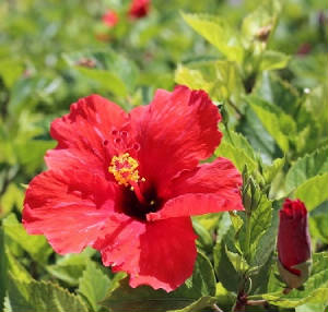 FLEURS/fleur_Hibiscus.jpg