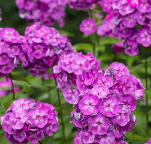 FLEURS/fleur_Phlox.jpg