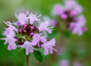 FLEURS/fleur_Thym.jpg