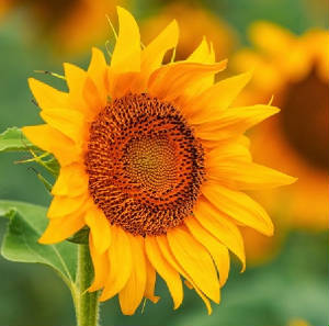 FLEURS/fleur_Tournesol.jpg