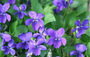 FLEURS/fleur_Violette.jpg