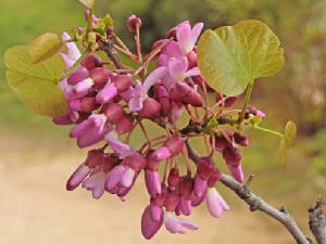 FLEURS/fleurx_arbre_de_judee_fleur.jpg