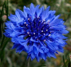 FLEURS/fleurx_bleuet.jpg