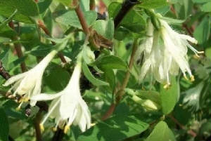 FLEURS/fleurx_chevre_feuille.jpg