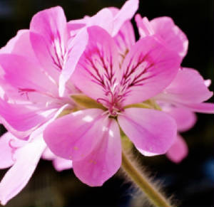 FLEURS/fleurx_geranium.jpg