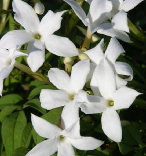 FLEURS/fleurx_jasmin_blanc.jpg