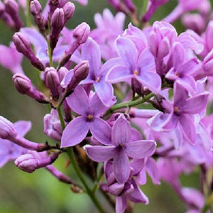 FLEURS/fleurx_lilas.jpg