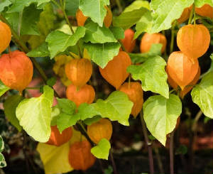 FLEURS/fleurx_physalis.jpg