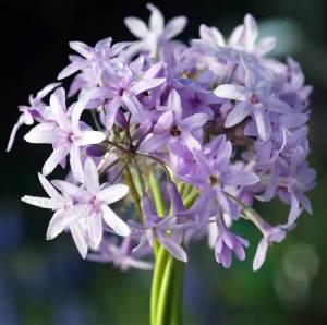 FLEURS/fleurx_tulbaghia.jpg