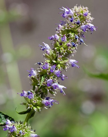 FLEURS/fleur_Agastache.jpg