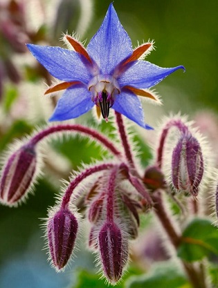 FLEURS/fleur_Bourrache.jpg