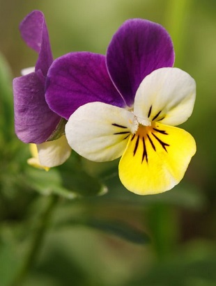 FLEURS/fleur_Pensee_Sauvage.jpg