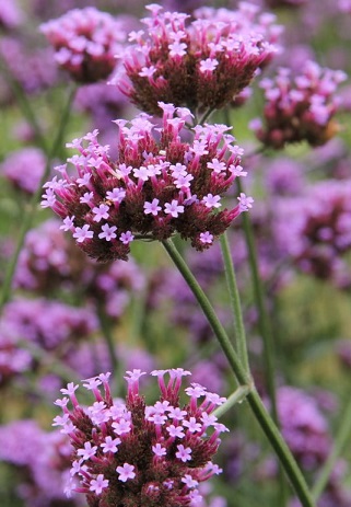 FLEURS/fleur_Verveine.jpg