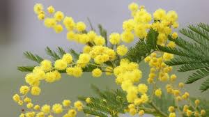 FLEURS/fleurx_mimosa.jpg