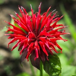 FLEURS/fleurx_monarde.jpg