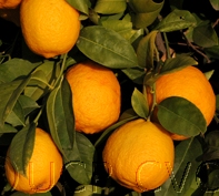 FRUITS/fruits_lemon_volkammer.jpg