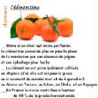 FRUITS_exotic/fruits_agrumes_clementine.jpg