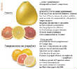 FRUITS_exotic/fruits_agrumes_pamplemousses_pomelo.jpg