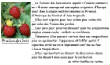 FRUITS_exotic/fruits_baie_fraise_desbois.jpg