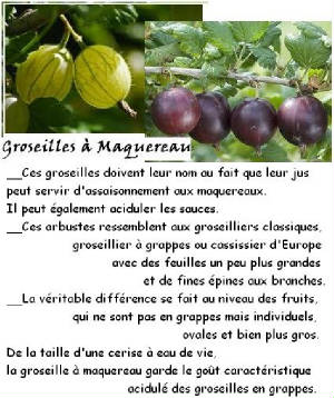 FRUITS_exotic/fruits_baie_groseille_maquereau_rouge.jpg