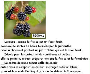 FRUITS_exotic/fruits_baie_mure.jpg