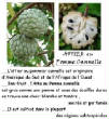 FRUITS_exotic/fruits_exotiques_attier_pomme_cannelle.jpg