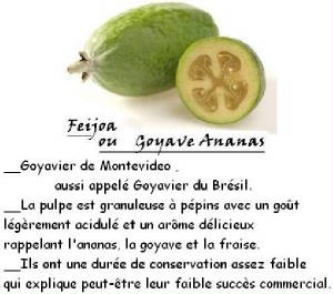 FRUITS_exotic/fruits_exotiques_feijoa.jpg