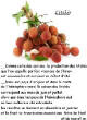 FRUITS_exotic/fruits_exotiques_litchis.jpg