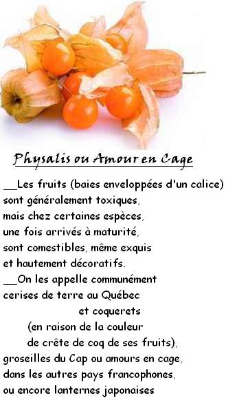 FRUITS_exotic/fruits_exotiques_physalis.jpg