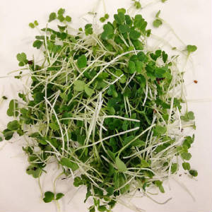 MICRO_POUSSE/herbe_micro_arugula.jpg