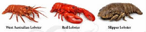 POISSONS-FDM/lobster_kind_456.jpg