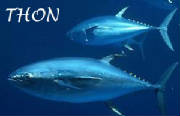 POISSONS/poisson_thon.jpg