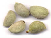 glossary_a/herb_almond_youngfruit.jpg