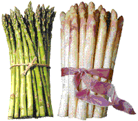 glossary_a/veg_asparagus_gr_wh.gif