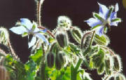 glossary_b/herb_borage_flower.jpg