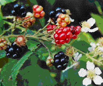 glossary_b/fruit_blackberry.gif