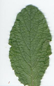 glossary_b/herb_borage_leaf.jpg