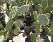 glossary_c/veg-cactus.jpg