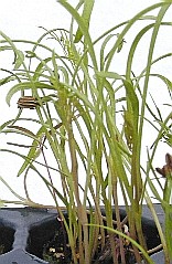 glossary_c/herb-Cumin-plant.jpg