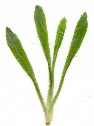 glossary_c/hherb-coriander_long_plant.jpg
