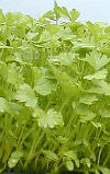 glossary_c/lettuce-Celery.jpg