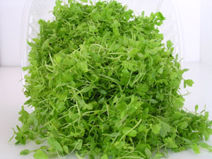 glossary_c/lettuce-celery-micro.jpg